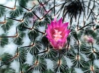 Blühender Kaktus im Flower Dome in Singapur &ndash; &copy; Simone Willner (Eberhardt TRAVEL)