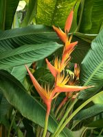 Helekonie im Orchideengarten von Singapur &ndash; &copy; Simone Willner (Eberhardt TRAVEL)