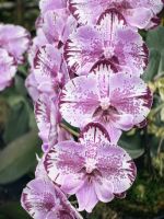 Die Orchideenzüchtungen in Singapur sind eine wahre Augenweide &ndash; &copy; Simone Willner (Eberhardt TRAVEL)