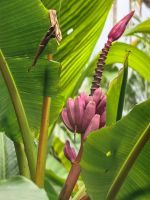 Interessante Banane im Orchideengarten in Singapur &ndash; &copy; Simone Willner (Eberhardt TRAVEL)