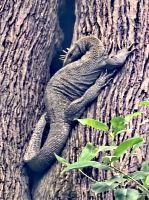 Im Orchideengarten entdecken wir einen Waran &ndash; &copy; Simone Willner (Eberhardt TRAVEL)