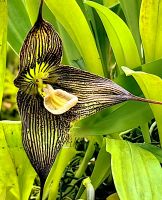 Dracula Orchidee im Orchideengarten in Singapur &ndash; &copy; Simone Willner (Eberhardt TRAVEL)