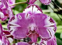 Traumhafte Orchidee, Flower Dome, Singapur &ndash; &copy; Simone Willner (Eberhardt TRAVEL)