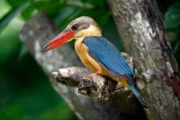 Im Orchideengarten entdecken wir einen Eisvogel, Singapur &ndash; &copy; Simone Willner (Eberhardt TRAVEL)