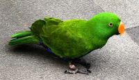 Edelpapagei (Eclectus roratus) in Chinatown in Singapur &ndash; &copy; Simone Willner (Eberhardt TRAVEL)