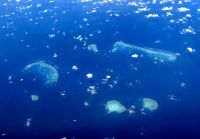 Wir fliegen über das Great Barrier Reef &ndash; &copy; Simone Willner (Eberhardt TRAVEL)