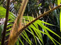 Decenia Nobilis, Palmenart mit Dornen im Regenwald &ndash; &copy; Simone Willner (Eberhardt TRAVEL)