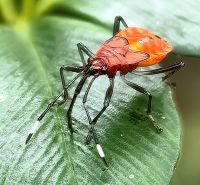 Feuerwanze im Regenwald &ndash; &copy; Simone Willner (Eberhardt TRAVEL)