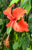 Der Hibiskus blüht &ndash; &copy; Simone Willner (Eberhardt TRAVEL)