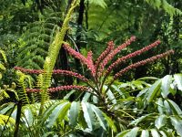 Regenschirmbaum oder Großblättrige Schefflera, Queensland, Regenwald &ndash; &copy; Simone Willner (Eberhardt TRAVEL)