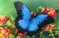 Ullysses Schwalbenschwanz in Kuranda &ndash; &copy; Simone Willner (Eberhardt TRAVEL)