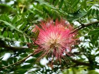 Seidenbaum (Albizia Julibrissin) Kuranda &ndash; &copy; Simone Willner (Eberhardt TRAVEL)