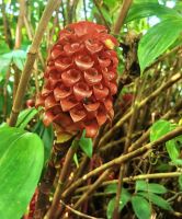 Ananasingwer (Tapeinochilos Ananassae) Kuranda &ndash; &copy; Simone Willner (Eberhardt TRAVEL)