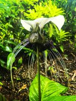 Weiße Fledermausblume (Tacca integrifolia) Kuranda &ndash; &copy; Simone Willner (Eberhardt TRAVEL)