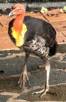 Australbuschhuhn (Alectura Lathami) in Kuranda &ndash; &copy; Simone Willner (Eberhardt TRAVEL)