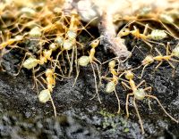 Grüne Baumameisen beim Fressen &ndash; &copy; Simone Willner (Eberhardt TRAVEL)