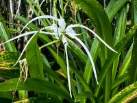 Spinnenlilie (Hymenocallis littoralis) Kuranda &ndash; &copy; Simone Willner (Eberhardt TRAVEL)