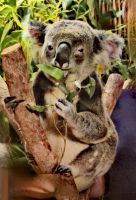 So ein Koala ist einfach liebenswert, Kuranda, Auffangstation  &ndash; &copy; Simone Willner (Eberhardt TRAVEL)