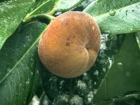 Samtpfirsiche sind zuckersüß, Kuranda &ndash; &copy; Simone Willner (Eberhardt TRAVEL)