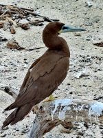 Braunfußtölpel am Great Barrier Reef &ndash; &copy; Simone Willner (Eberhardt TRAVEL)