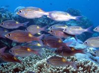 Ein Schwarm von Goldfleck Meerbrassen (Gnathodentex aureolineatus) am Great Barrier Reef &ndash; &copy; Simone Willner (Eberhardt TRAVEL)