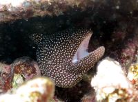 Perlenmuräne (Gymnothorax Meleagris) am Great Barrier Reef &ndash; &copy; Simone Willner (Eberhardt TRAVEL)