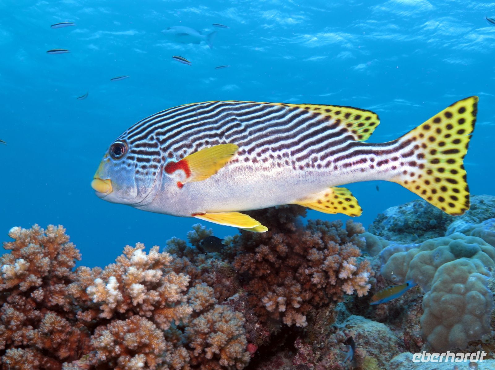 Gelbgestreifte Süßlippe (Plectorhinchus Lineatus) Great Barrier Reef &ndash; &copy;  (Eberhardt TRAVEL)