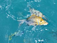 Ein Spangled Emperor kommt zum Fressen ans Boot &ndash; &copy; Simone Willner (Eberhardt TRAVEL)