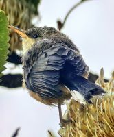 Honigfresser (Acanthorhynchus tenuirostris) an den Three Sisters in den Blue Mountains &ndash; &copy; Simone Willner (Eberhardt TRAVEL)