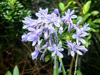 Acapanthus wächst hier wie Unkraut &ndash; &copy; Simone Willner (Eberhardt TRAVEL)