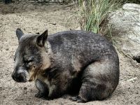 Ein Wombat im Featherdale Wildlife Park &ndash; &copy; Simone Willner (Eberhardt TRAVEL)