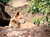 Ein Dingo betrachtet seine Umgebung &ndash; &copy; Simone Willner (Eberhardt TRAVEL)