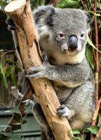 Diese Koalas sind einfach nur süüüüüüß, Featherdale Wildlife Park &ndash; &copy; Simone Willner (Eberhardt TRAVEL)