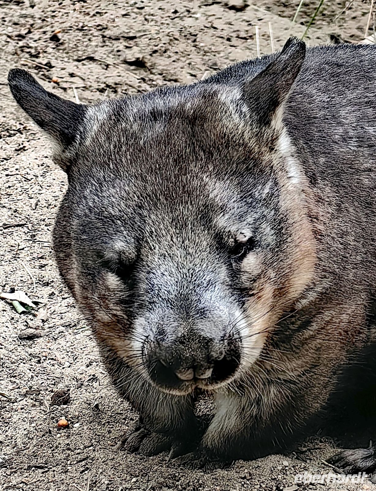 Ein müdes Wombat &ndash; &copy;  (Eberhardt TRAVEL)