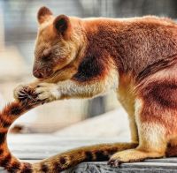 Baumkängurus sind sehr selten geworden  &ndash; &copy; Simone Willner (Eberhardt TRAVEL)