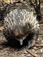 Der Kurzschnabeligel (Tachyglossus Aculeatus) ist ein drolliger Gesell &ndash; &copy; Simone Willner (Eberhardt TRAVEL)