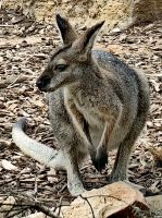 Ein Känguru &ndash; &copy; Simone Willner (Eberhardt TRAVEL)