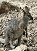 Wann gibt es endlich Futter? ...  &ndash; &copy; Simone Willner (Eberhardt TRAVEL)