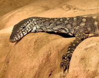 Riesenwaran im Featherdale Wildlife Park &ndash; &copy; Simone Willner (Eberhardt TRAVEL)