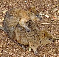 Hier wird für den Wallaby-Nachwuchs gesorgt :-)) &ndash; &copy; Simone Willner (Eberhardt TRAVEL)