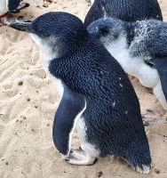 Zwergpinguine sind in Australien selten geworden &ndash; &copy; Simone Willner (Eberhardt TRAVEL)