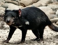 Auch der Tasmanische Teufel ist vom Aussterben bedroht &ndash; &copy; Simone Willner (Eberhardt TRAVEL)