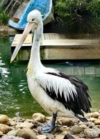 Pelikan &ndash; &copy; Simone Willner (Eberhardt TRAVEL)