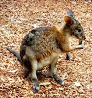 Die Wallabys fressen uns aus der Hand &ndash; &copy; Simone Willner (Eberhardt TRAVEL)