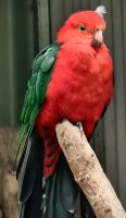 Australischer Königssittich (Alisterus Scapularis) &ndash; &copy; Simone Willner (Eberhardt TRAVEL)