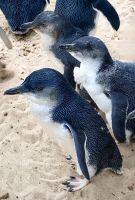 Die Zwergpinguine schauen, ob auch sie bald Futter bekommen &ndash; &copy; Simone Willner (Eberhardt TRAVEL)