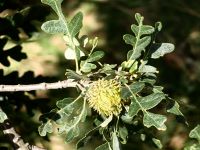 Eichel im Park in Melbourne &ndash; &copy; Simone Willner (Eberhardt TRAVEL)