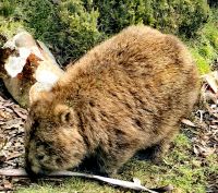 Als wir im Cradle Mountain Nationalpark gerade beim Essen sind, hat der Wombat auch Hunger &ndash; &copy; Simone Willner (Eberhardt TRAVEL)