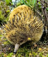 Kurzschnabeligel auf Tasmanien &ndash; &copy; Simone Willner (Eberhardt TRAVEL)