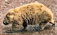 Wombats spazieren in Tasmanien überall herum &ndash; &copy; Simone Willner (Eberhardt TRAVEL)